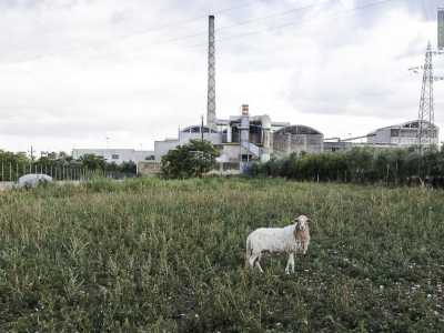 Una pecora si isola dal gregge e pascola all'ombra dell'antico stabilimento